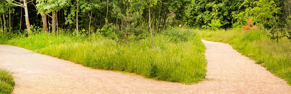 Two paths diverging through a sunlit field